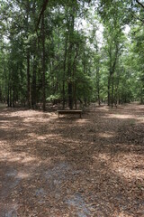 Bench Surrounded by Trees on Path