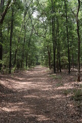Fototapeta na wymiar Trees with Pathway
