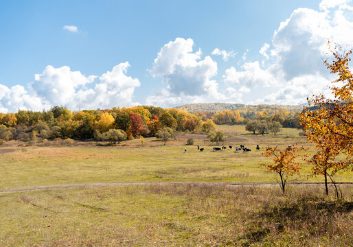 A meadow where cows graze. Pasture outdoors. Farm animals. Autumn landscape.