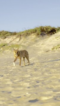 Endangered Australian Dingo 