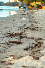 Drift Wood on the beach with plastics. Environment pollution.