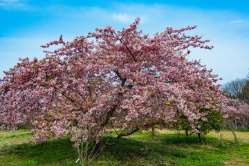 豊前の河津桜