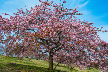 Fototapeta premium 豊前の河津桜