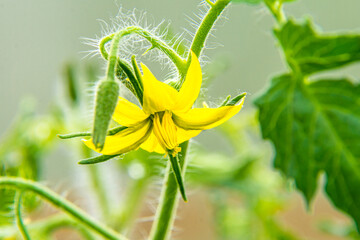 a yellow Solanaceae tomato flower blooms in a greenhouse, favorable conditions and lighting give a...