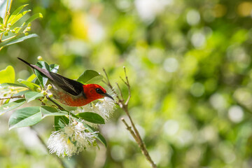 Scarlet Honeyeater Forages for Nectar Among Lilly Pilly Flowers in Queensland, Australia. - Powered by Adobe