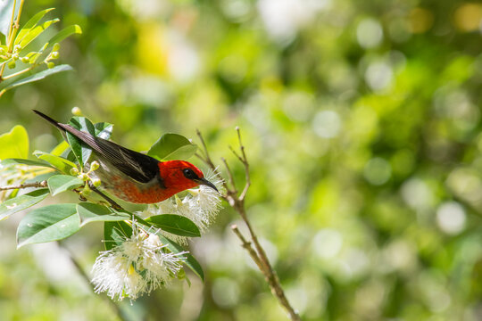 Scarlet Honeyeater Forages for Nectar Among Lilly Pilly Flowers in Queensland, Australia.