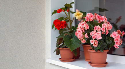 Begonias of different types (tuberous and elatior) in pots in the home interior. Indoor flowers, hobby, floriculture.