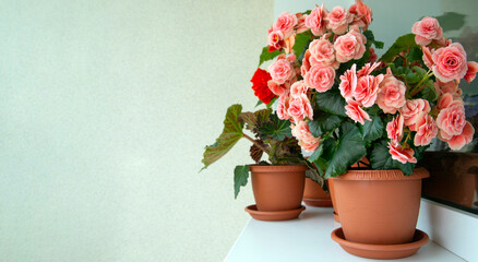 Begonias of different types (tuberous and elatior) in pots in the home interior. Indoor flowers, hobby, floriculture. - obrazy, fototapety, plakaty
