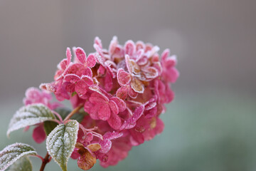 pink flower