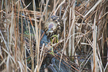 An American Bitterns walking on the driftwood.  Reifel Bird Sanctuary BC Can
