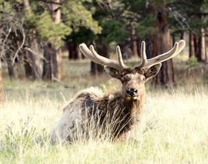 Naklejka na ściany i meble young elk in a field