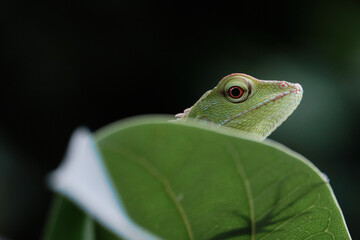 green lizard on a leaf