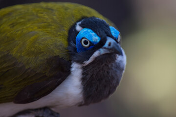 Blue-faced Honeyeater Portrait in the Australian Outback (Chillagoe, Australia)