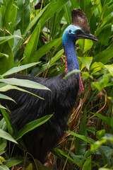 Southern Cassowary Foraging in the Daintree Rainforest (Wet Tropics World Heritage Area, Queensland, Australia)