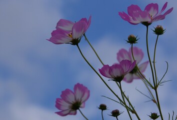 青空とコスモス