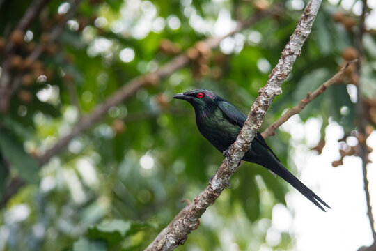 Metallic Starling Perched on a Vine in the Daintree Rainforest (Wet Tropics World Heritage Area, Queensland, Australia)