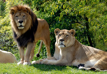 Lion and Lioness 