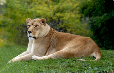 Fototapeta na wymiar Lioness 