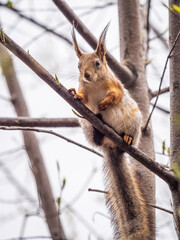 Fototapeta premium The squirrel sits on a branches in the spring or summer.