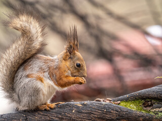 The squirrel with nut sits on a branches in the spring or summer.