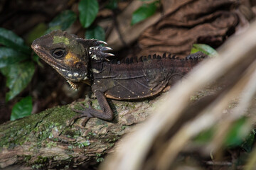 Boyd's Forest Dragon Basking in Daintree Rainforest (Wet Tropics World Heritage Area, Queensland, Australia)