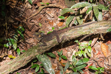 Boyd's Forest Dragon Basking in Daintree Rainforest (Wet Tropics World Heritage Area, Queensland, Australia)