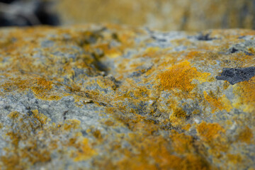 Patterns of rocks shells, rope and grass