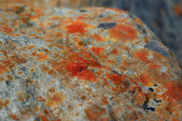 Patterns of rocks shells, rope and grass