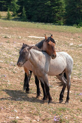 Obraz premium Red and Blue roan stallion pair of wild horses in the United States