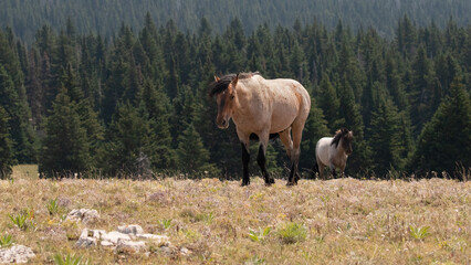 Strawberry Red and Blue roan stallions wild horses in the United States