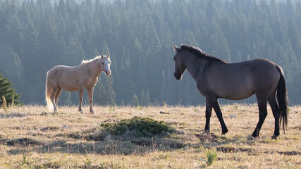 Palomino and Gray Grullo stallions facing off in the United States