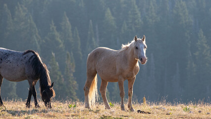 Fototapeta premium Palomino wild horse stallion lit up by morning sunlight in the western United States