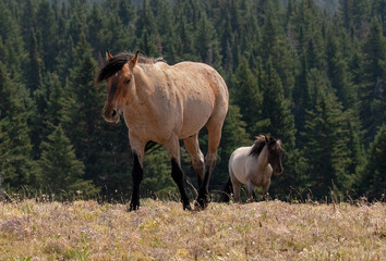 Red roan and Blue roan stallions wild horses in the Pryor Mountains Wild Horse Range in Wyoming United States