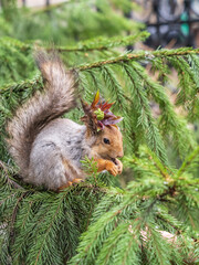 Squirrel with decoration on the head and with nut sits on a fir branches in the spring or summer.