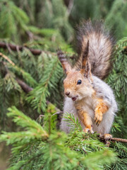 Naklejka na ściany i meble The squirrel sits on a fir branches in the spring or summer.