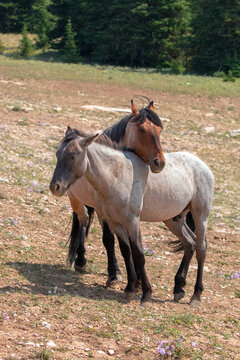 Red and Blue roan stallion pair of wild horses in the United States