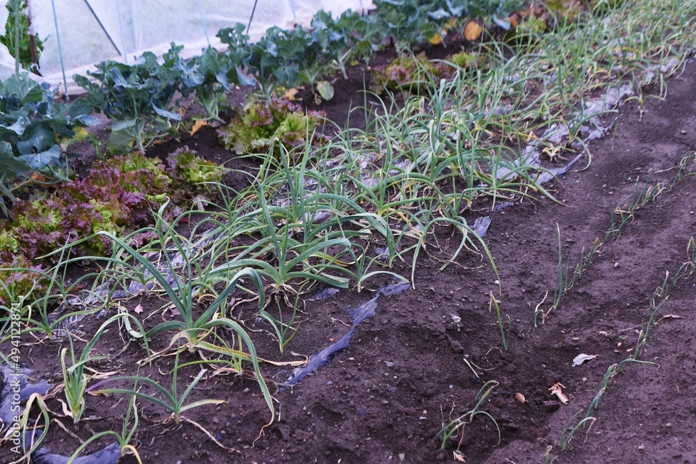 Canvas Prints Garlic cultivation in the vegetable garden. Amaryllidaceae perennial bulbous plants. Scales are planted around September and harvested around June of the following year. 