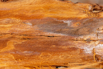 bark of an old tree