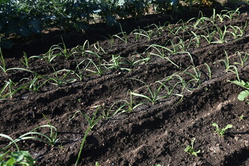 Garlic cultivation in the vegetable garden. Amaryllidaceae perennial bulbous plants. Scales are planted around September and harvested around June of the following year. 