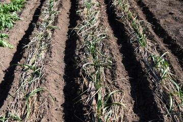 Garlic cultivation in the vegetable garden. Amaryllidaceae perennial bulbous plants. Scales are planted around September and harvested around June of the following year. 