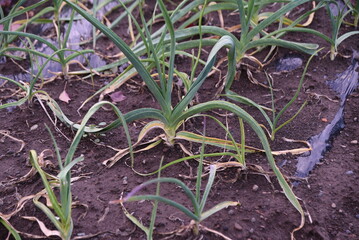 Garlic cultivation in the vegetable garden. Amaryllidaceae perennial bulbous plants. Scales are planted around September and harvested around June of the following year. 