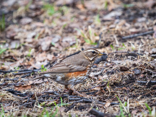 Wood bird Redwing, Turdus iliacus, on a sprng lawn.