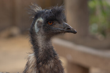 emu close up