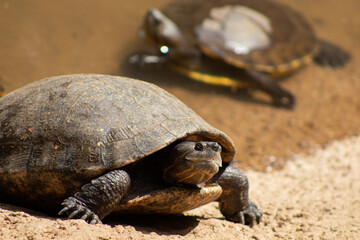 turtle on the ground