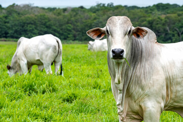 Gado de corte da pecuária brasileira / Cattle grazing in Brazilian livestock - obrazy, fototapety, plakaty