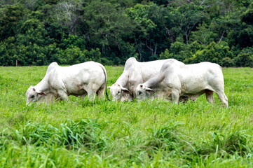 Naklejka na ściany i meble Gado de corte da pecuária brasileira / Cattle grazing in Brazilian livestock