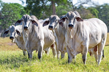 Gado de corte da pecuária brasileira / Cattle grazing in Brazilian livestock
