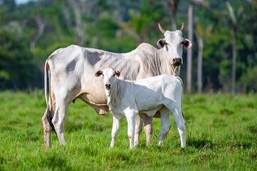 Obraz na płótnie Canvas Gado de corte da pecuária brasileira / Cattle grazing in Brazilian livestock