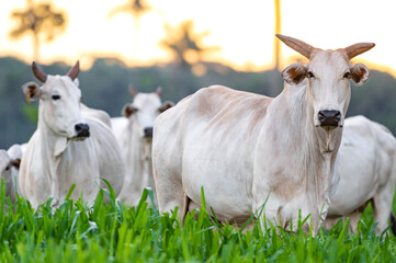 Gado de corte da pecuária brasileira / Cattle grazing in Brazilian livestock - obrazy, fototapety, plakaty