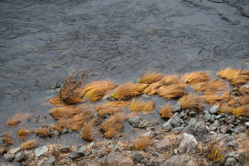 Dried grass along Cosumnes river knocked down by flood waters